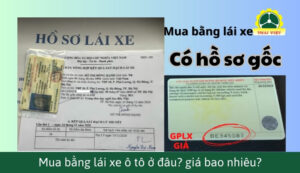 Mua bằng lái xe ô tô B1, B2 có thật không? Mua ở đâu?